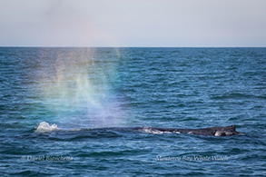 Humpback Whale with rainblow, photo by Daniel Bianchetta