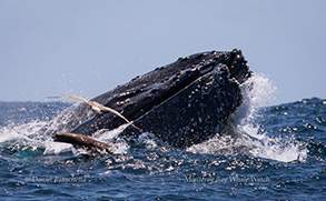Lunge-feeding Humpback Whale with California Sea Lion and Gull, photo by Daniel Bianchetta