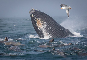 Humpback Whale with California Sea Lions, photo by Daniel Bianchetta