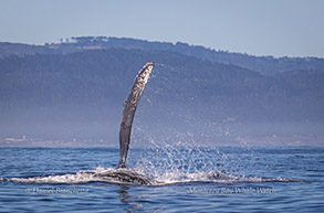 Humpback Whale side lunge, photo by Daniel Bianchetta