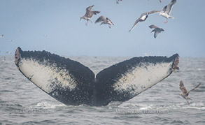 Humpback Whale Tail and Gulls, photo by Daniel Bianchetta