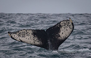 Humpback Whale tail - good ID image, photo by Daniel Bianchetta