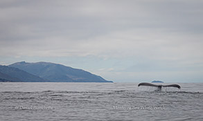 Humpback Whale tail near Big Sur, photo by Daniel Bianchetta