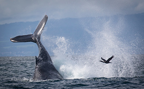 Humpback Whale tail throwing and a Brandt's Cormorant, photo by Daniel Bianchetta