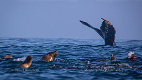 Humpback Whale tail and California Sea Lions, photo by Daniel Bianchetta