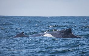 Humpback Whales - cow/calf pair, photo by Daniel Bianchetta