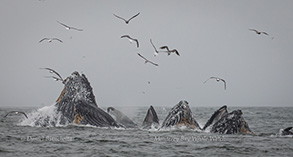 Humpbacks Whale lunge-feeding, photo by Daniel Bianchetta