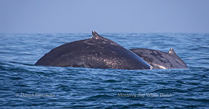 Humpback Whales, photo by Daniel Bianchetta