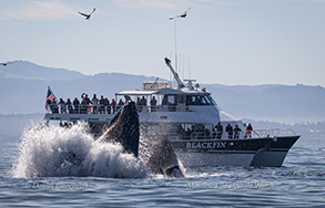 Humpback Whales lunge-feeding by the Blackfin, photo by Daniel Bianchetta