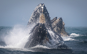 Humpback Whales lunge-feeding, photo by Daniel Bianchetta