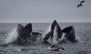 Humpback Whales feeding with Sea Lion, photo by Daniel Bianchetta