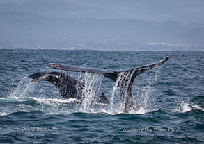 Humpback Whales - mother and female calf, photo by Daniel Bianchetta