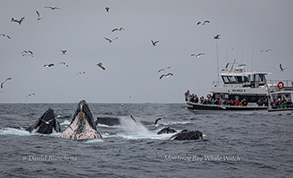 Lunge feeding Humpback Whales with the Sea Wolf II in the background, photo by Daniel Bianchetta