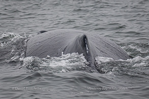 Humpback Whale Back, photo by Daniel Bianchetta