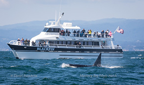 Killer Whale near the Blackfin, photo by Daniel Bianchetta