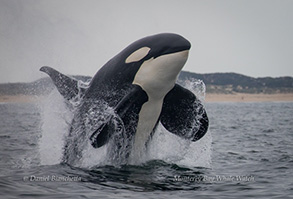 Male Killer Whale (Bumper) breaching, photo by Daniel Bianchetta
