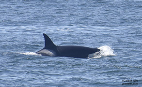 Killer Whale, photo by Colleen Talty
