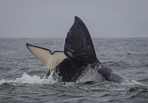 Killer Whale and Gray Whale, photo by Daniel Bianchetta