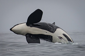 Breaching Male Killer Whale, photo by Daniel Bianchetta
