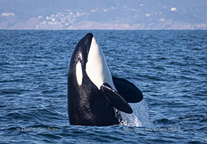 Killer Whale Spy Hopping, photo by Daniel Bianchetta