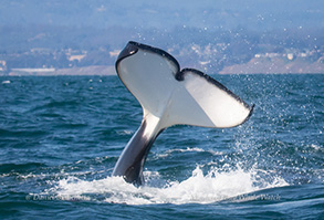 Killer Whale (Orca) tail, photo by Daniel Bianchetta