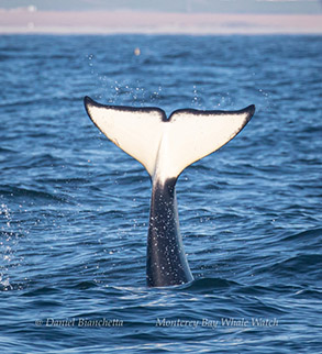 Killer Whale Tail, photo by Daniel Bianchetta