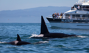Killer Whales (orcas) near the Blackfin, photo by Daniel Bianchetta