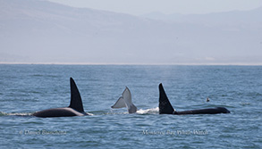 Killer Whales (orcas), photo by Daniel Bianchetta