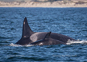 Killer Whales female and calf, photo by Daniel Bianchetta