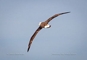 Laysan Albatross, photo by Daniel Bianchetta