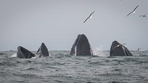 Lunge-feeding Humpback Whales, photo by Daniel Bianchetta