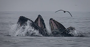 Lunge-feeding Humpback Whales with Anchovies, photo by Daniel Bianchetta