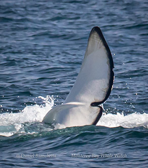 Male Killer Whale tail, photo by Daniel Bianchetta