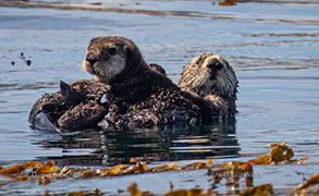 Mother and pup Southern Sea Otters, photo by Daniel Bianchetta