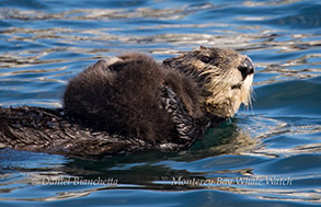 Mother and very young pup Sea Otter, photo by Daniel Bianchetta