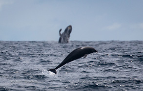 Breaching Northern Right Whale Dolphin with breaching Humpback in the background, photo by Daniel Bianchetta