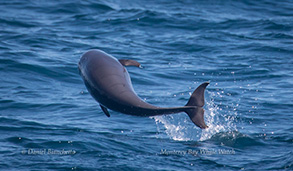 Breaching baby Northern Right-whale Dolphin, photo by Daniel Bianchetta