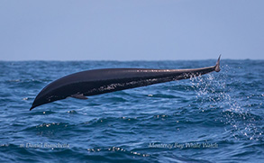 Northern Right-whale Dolphin, photo by Daniel Bianchetta