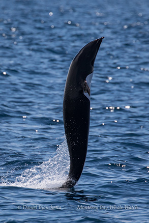 Tail Walking Northern Right Whale Dolphin, photo by Daniel Bianchetta