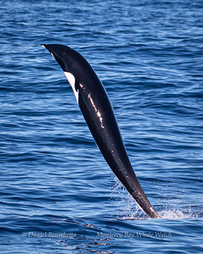 Northern Right Whale Dolphin, photo by Daniel Bianchetta