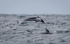 Northern Right-whale Dolphin breaching and Pacific White-sided Dolphin, photo by Daniel Bianchetta