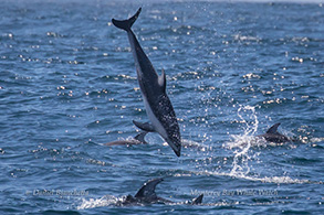 Pacific White-sided Dolphin flipping, photo by Daniel Bianchetta