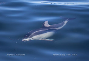 Pacific White-Sided Dolphin, photo by Daniel Bianchetta