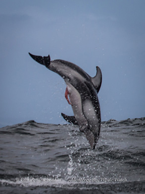Pacific White-sided Dolphin, photo by Daniel Bianchetta