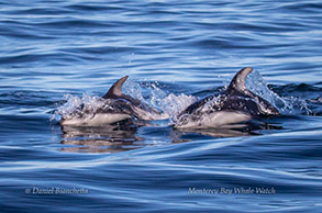 Pacific White-sided Dolphins, photo by Daniel Bianchetta