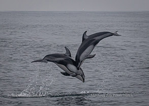 Pacific White-sided Dolphins, photo by Daniel Bianchetta