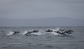 Pacific White-sided Dolphins running, photo by Daniel Bianchetta