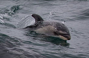 Young Pacific White-sided Dolphin, photo by Daniel Bianchetta