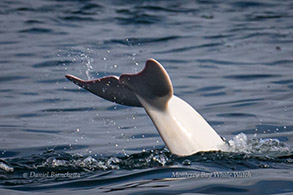 Risso's Dolphin Casper's tail, photo by Daniel Bianchetta