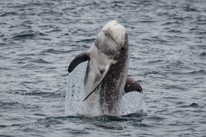 Risso's Dolphin breaching, photo by Daniel Bianchetta